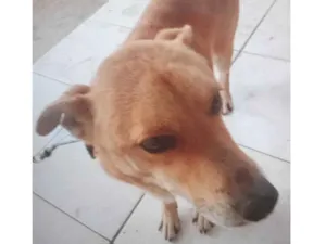 Cachorro raça SRD-ViraLata idade 5 anos nome Scooby 