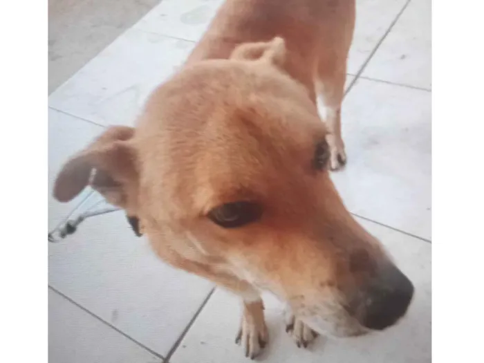 Cachorro ra a SRD-ViraLata idade 5 anos nome Scooby 