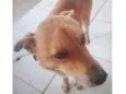 Scooby