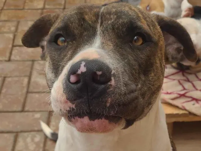 Cachorro ra a Pit-Bull idade 2 anos nome Kyara