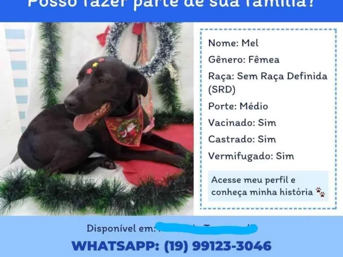 Cachorro ra a SRD-ViraLata idade 4 anos nome Mel