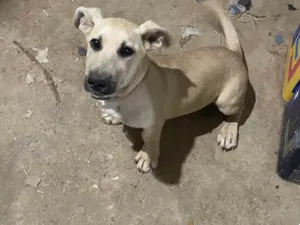 Cachorro raça SRD-ViraLata idade 2 a 6 meses nome Marley