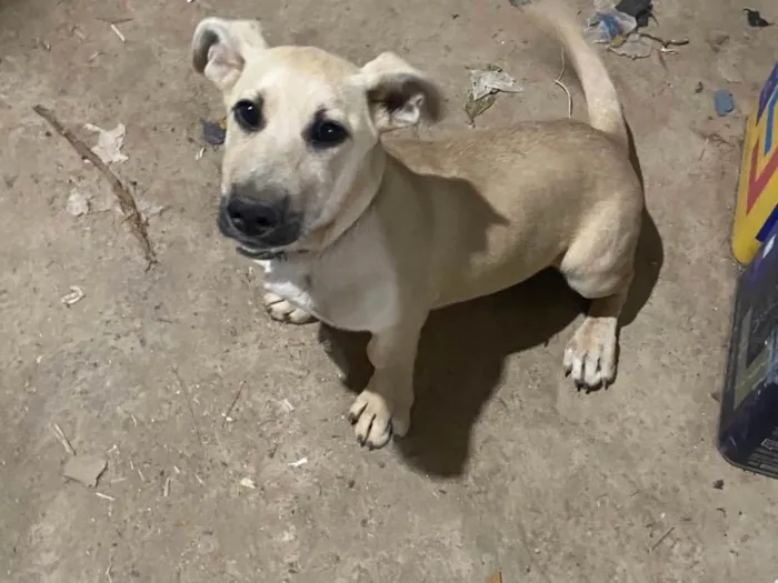 Cachorro ra a SRD-ViraLata idade 2 a 6 meses nome Marley