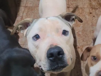 Cachorro raça Pit-Bull idade 1 ano nome Grandão