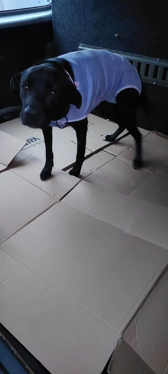 Cachorro ra a SRD-ViraLata idade 4 anos nome Mel