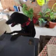 Mel