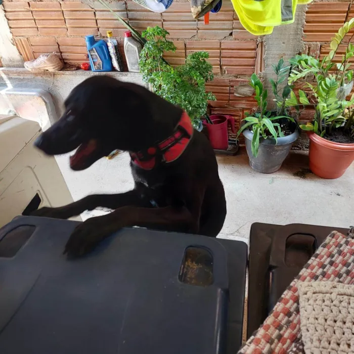 Cachorro ra a SRD-ViraLata idade 4 anos nome Mel