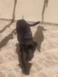 Mel