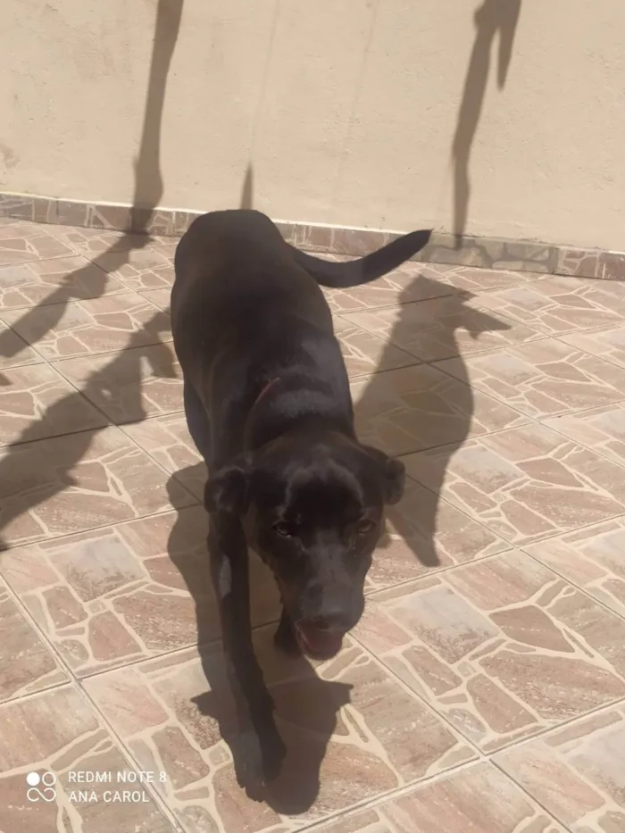 Cachorro ra a SRD-ViraLata idade 4 anos nome Mel