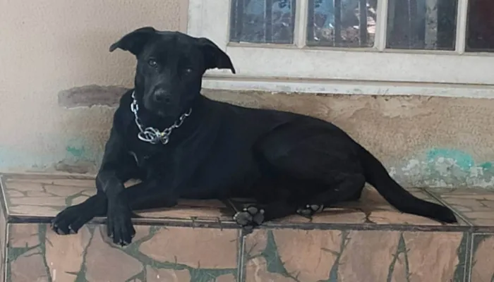 Cachorro ra a SRD-ViraLata idade 4 anos nome Mel