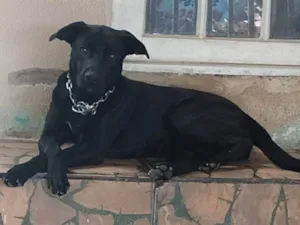 Cachorro raça SRD-ViraLata idade 4 anos nome Mel