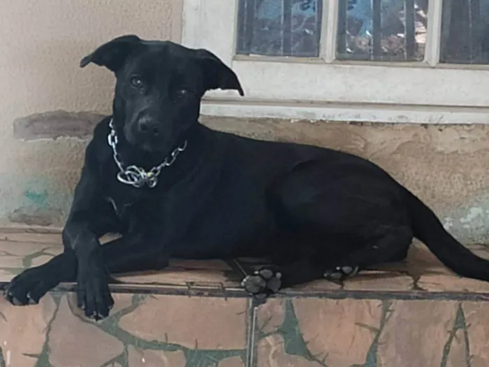 Cachorro ra a SRD-ViraLata idade 4 anos nome Mel