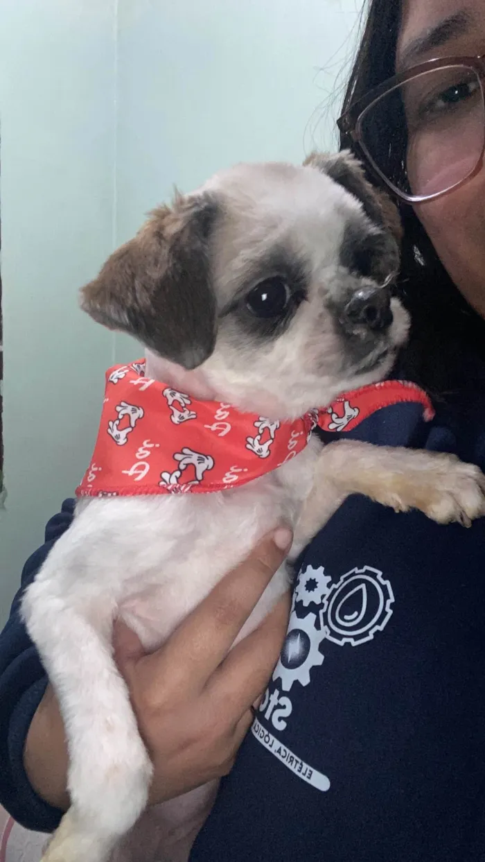 Cachorro ra a Shitzu idade 7 a 11 meses nome Zelda