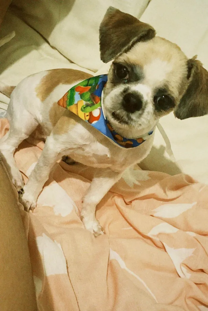 Cachorro ra a Shitzu idade 7 a 11 meses nome Zelda