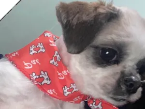 Cachorro raça Shitzu idade 7 a 11 meses nome Zelda