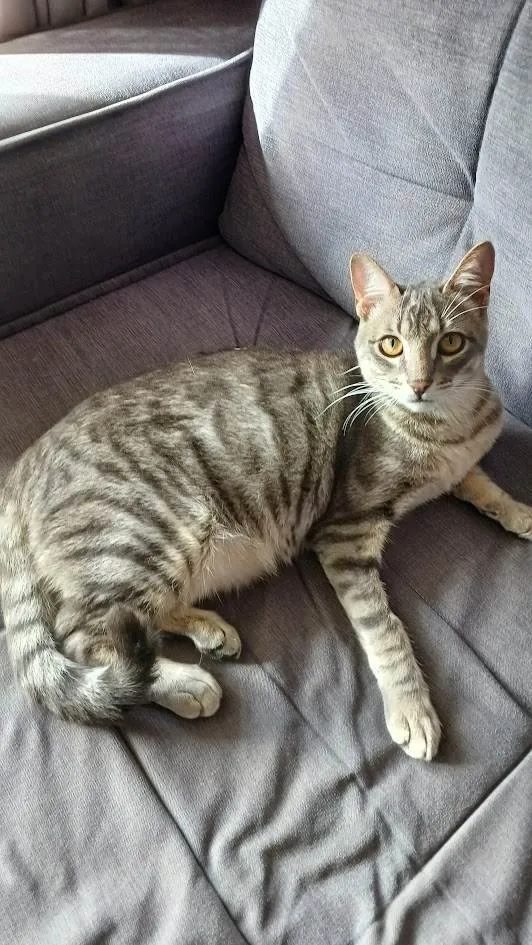 Gato ra a SRD-ViraLata idade 7 a 11 meses nome Micuim