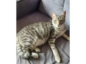 Gato raça SRD-ViraLata idade 7 a 11 meses nome Micuim