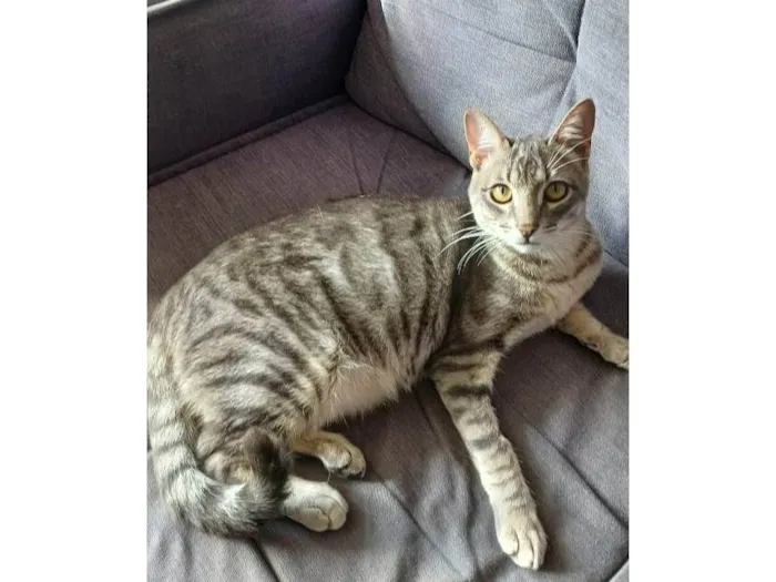 Gato ra a SRD-ViraLata idade 7 a 11 meses nome Micuim