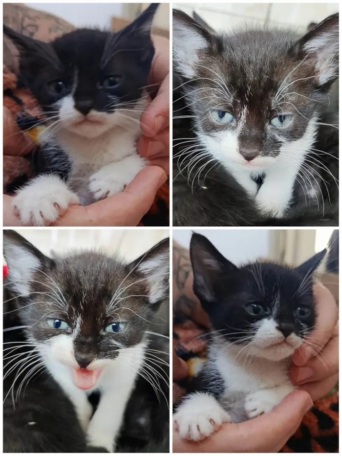 Gato ra a SRD-ViraLata idade Abaixo de 2 meses nome Sem nome 