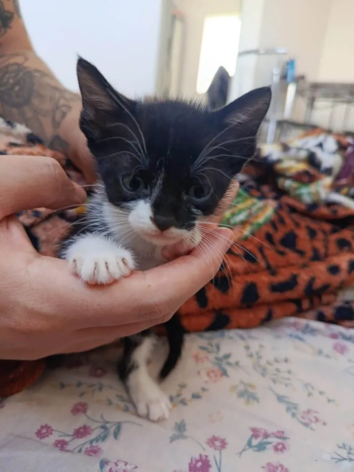 Gato ra a SRD-ViraLata idade Abaixo de 2 meses nome Sem nome 
