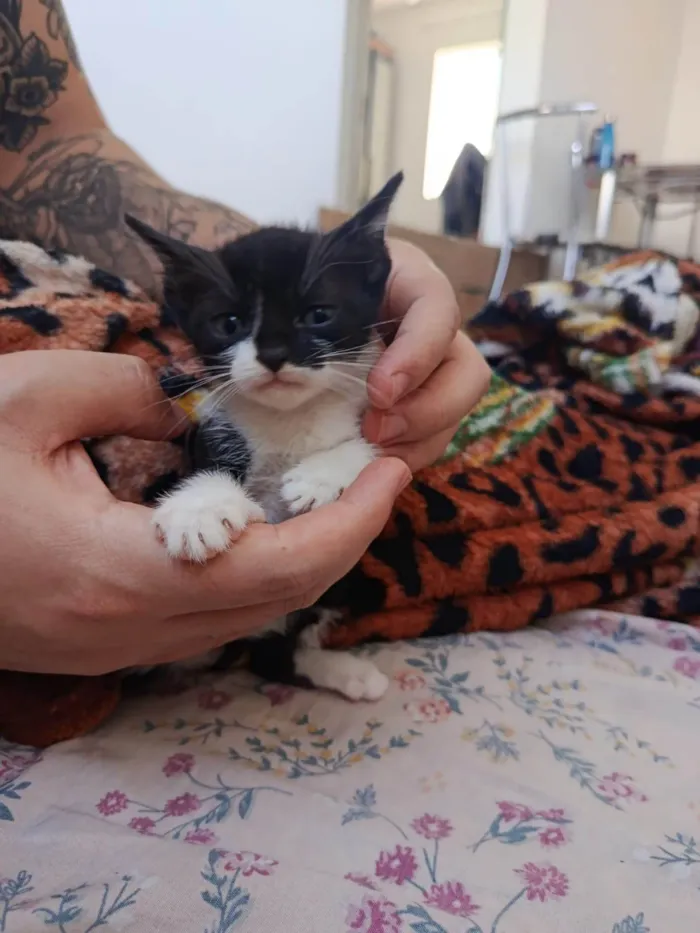 Gato ra a SRD-ViraLata idade Abaixo de 2 meses nome Sem nome 