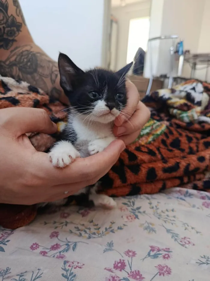 Gato ra a SRD-ViraLata idade Abaixo de 2 meses nome Sem nome 