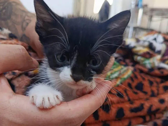 Gato ra a SRD-ViraLata idade Abaixo de 2 meses nome Sem nome 