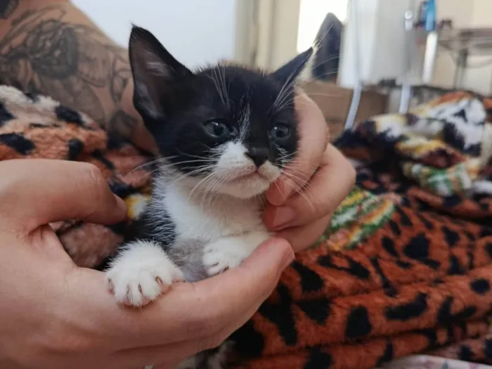 Gato ra a SRD-ViraLata idade Abaixo de 2 meses nome Sem nome 
