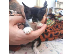 Gato raça SRD-ViraLata idade Abaixo de 2 meses nome Sem nome 