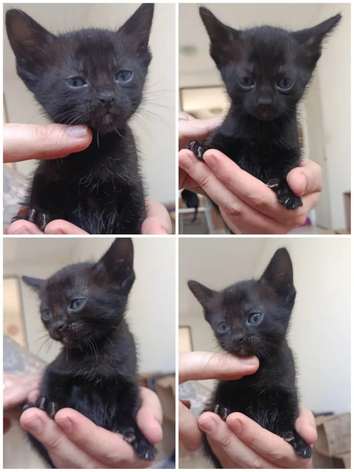 Gato ra a SRD-ViraLata idade Abaixo de 2 meses nome Gatinha sem nome