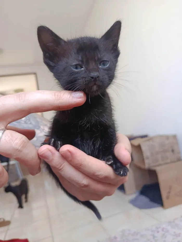 Gato ra a SRD-ViraLata idade Abaixo de 2 meses nome Gatinha sem nome
