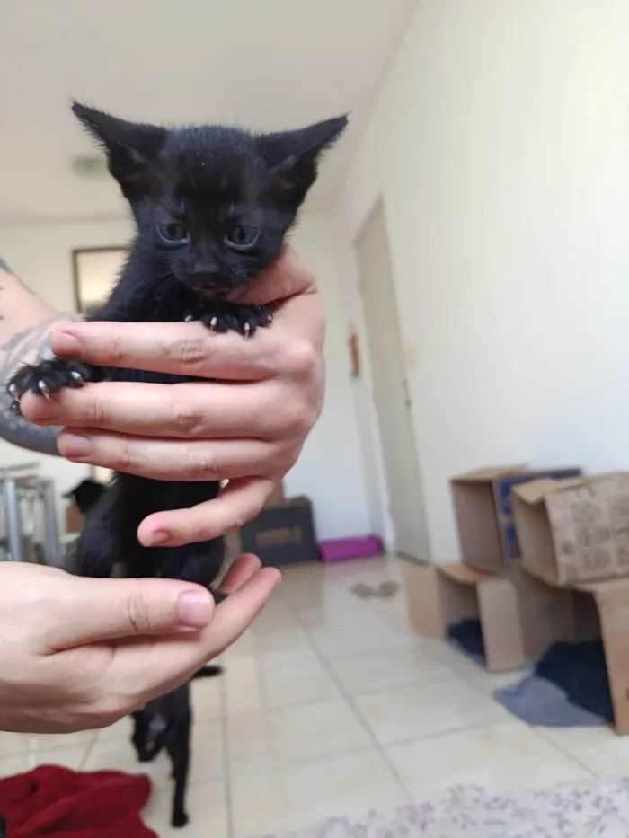 Gato ra a SRD-ViraLata idade Abaixo de 2 meses nome Gatinha sem nome