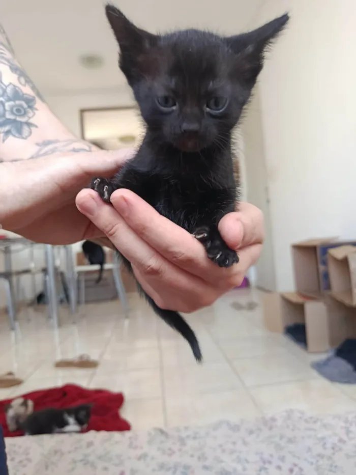 Gato ra a SRD-ViraLata idade Abaixo de 2 meses nome Gatinha sem nome