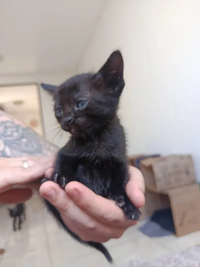 Gato ra a SRD-ViraLata idade Abaixo de 2 meses nome Gatinha sem nome