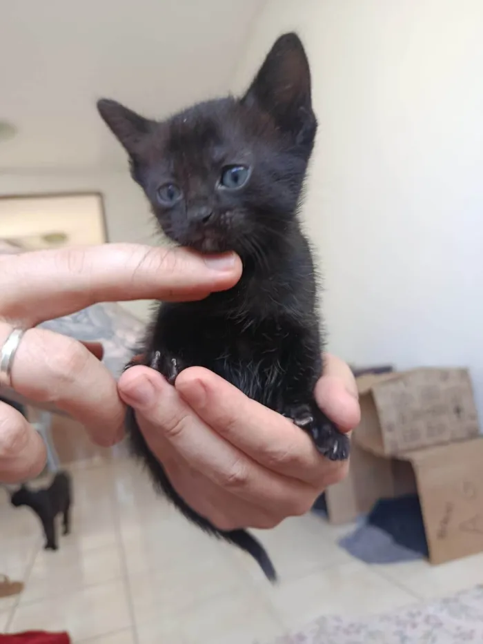 Gato ra a SRD-ViraLata idade Abaixo de 2 meses nome Gatinha sem nome