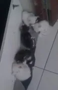 são 4 gatinhos sem nomes ainda