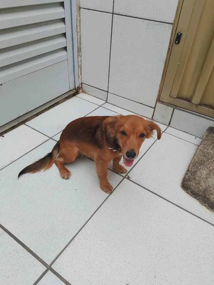 Cachorro ra a SRD-ViraLata idade 7 a 11 meses nome Baltazar 
