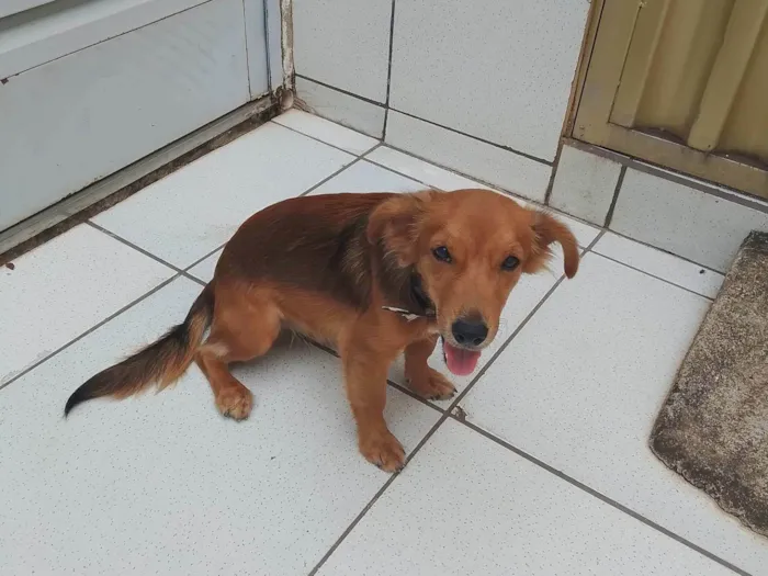 Cachorro ra a SRD-ViraLata idade 7 a 11 meses nome Baltazar 