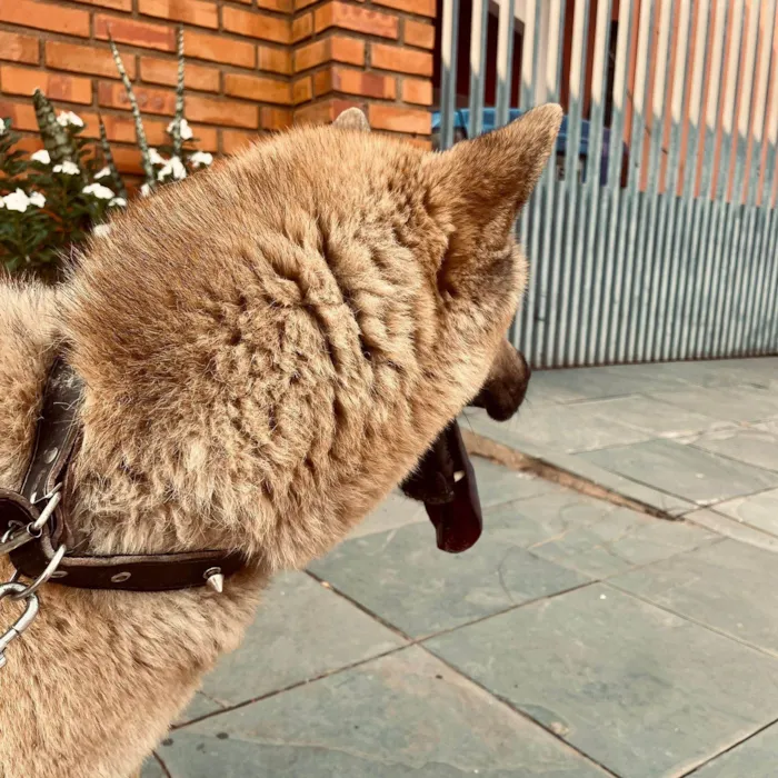 Cachorro ra a Pastor Alemão idade 2 anos nome JARVIS