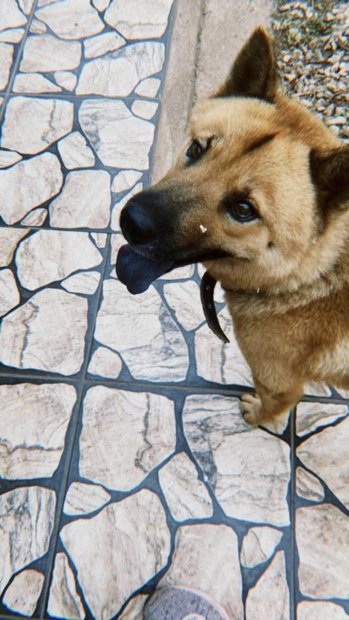 Cachorro ra a Pastor Alemão idade 2 anos nome JARVIS