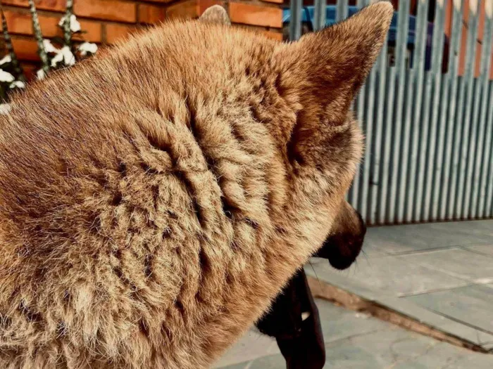 Cachorro ra a Pastor Alemão idade 2 anos nome JARVIS