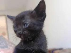Gato raça SRD-ViraLata idade Abaixo de 2 meses nome Gatinha sem nome