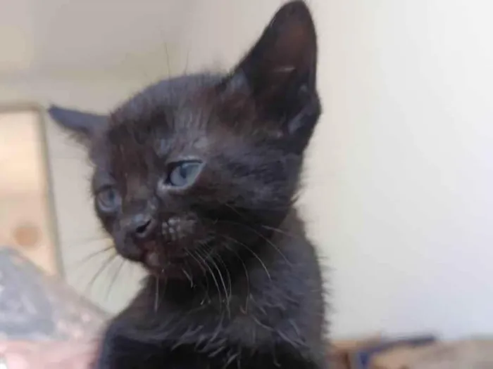 Gato ra a SRD-ViraLata idade Abaixo de 2 meses nome Gatinha sem nome