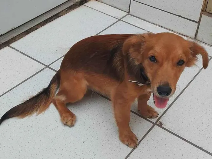 Cachorro ra a SRD-ViraLata idade 7 a 11 meses nome Baltazar 