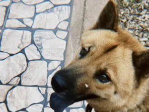Cachorro raça Pastor Alemão idade 2 anos nome JARVIS