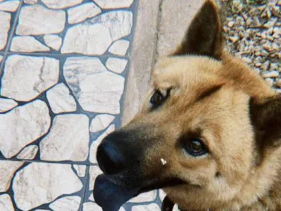 Cachorro raça Pastor Alemão idade 2 anos nome JARVIS