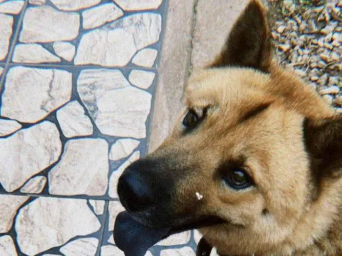Cachorro ra a Pastor Alemão idade 2 anos nome JARVIS