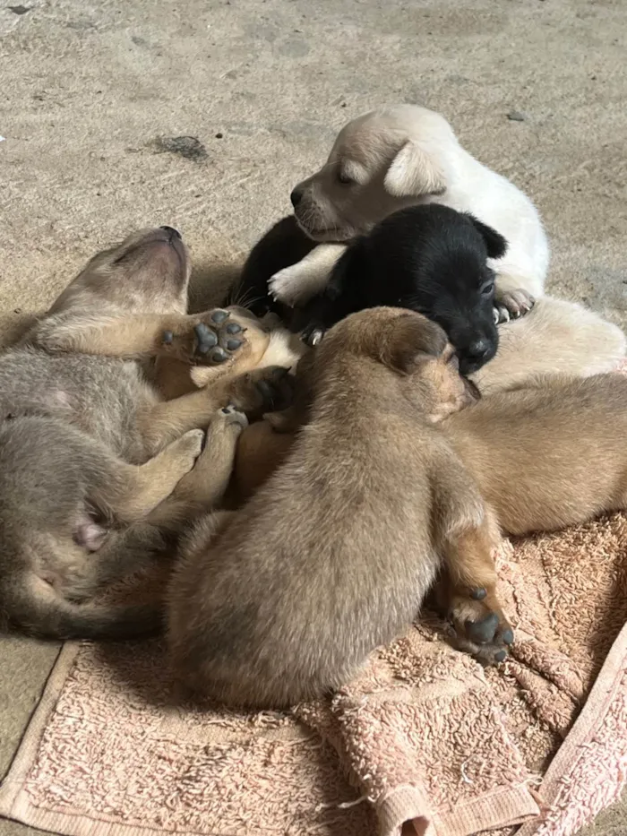 Cachorro ra a SRD-ViraLata idade 2 a 6 meses nome Filhotes