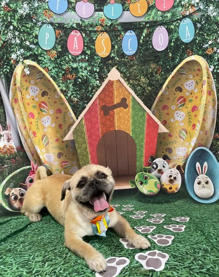 Cachorro ra a Shitzu idade 2 a 6 meses nome Lyon