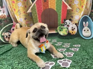 Cachorro raça Shitzu idade 2 a 6 meses nome Lyon
